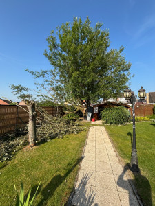 Photo de galerie - Abattage d’arbre 