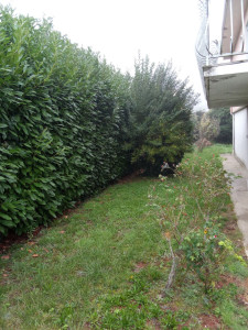Photo de galerie - Taille de la haie plus entretien jardin (Avant)