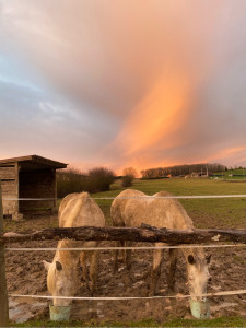 Photo de galerie - Nourrissage, veiller jusqu’au coucher du soleil