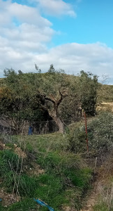 Photo de galerie - Taille de restructuration d'un très viel olivier. Rabattage d'au moins 3m.