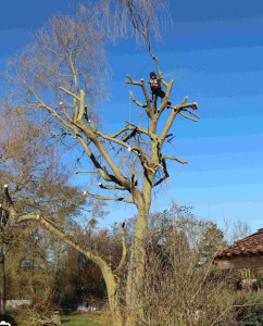 Photo de galerie - Élagage abattage d'arbres 