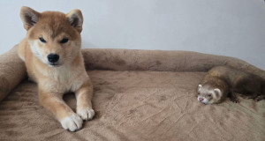 Photo de galerie - Garde animaux