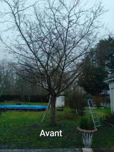 Photo de galerie - élagage 