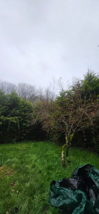 Photo de galerie - Taille de haies et d'arbustes