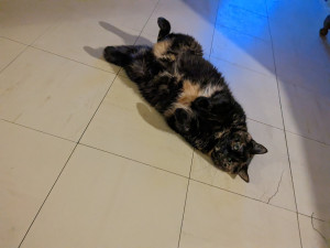 Photo de galerie - Garde animaux