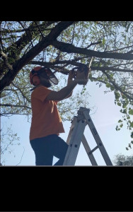 Photo de galerie - Elagage et coupe d'arbres