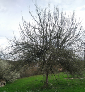 Photo de galerie - Pommier haute tige avant taille d'élagage petit a très petit fruit , branche qui casse et s'empilent les une sur les autres l'axe de l'arbre et perdu beaucoup de maladies. 