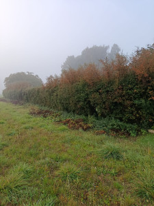 Photo de galerie - Taille de haies et d'arbustes