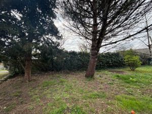 Photo de galerie - Entretiens haie