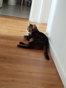 Photo de galerie - Garde chat