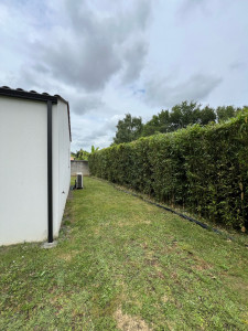 Photo de galerie - Haie de bambous de Nabilla APRÈS 