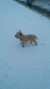 Photo de galerie - Choupa en balade dans la neige 