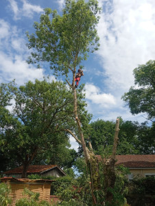 Photo de galerie - Abattage tilleul 