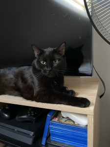 Photo de galerie - Bagheera super câline 