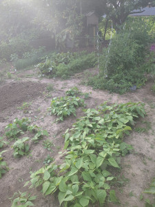 Photo de galerie - Création , entretien jardin potager 