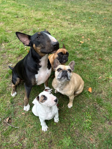 Photo de galerie - Mes chiens 