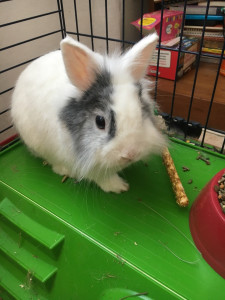 Photo de galerie - Pet sitting du petit Neya