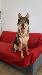 Photo de galerie - Garde chien