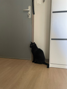 Photo de galerie - Garde chat 