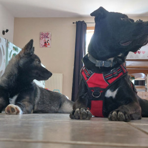 Photo de galerie - Le beau Tyson (pensionnaire) avec mon petit loulou.