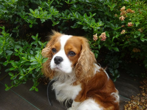 Photo de galerie - Garde chien