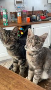 Photo de galerie - Adorable bébé chaton 