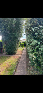 Photo de galerie - Taille de haies et d'arbustes