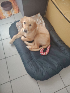 Photo de galerie - Garde chien