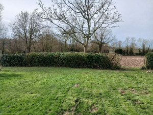 Photo de galerie - Après la taille 