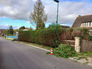 Photo de galerie - Taille de thuya et réduction de la hauteur 