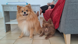 Photo de galerie - Garde chien