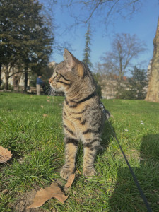 Photo de galerie - Garde chat