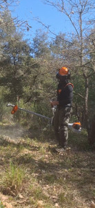 Photo de galerie - Débroussaillage forestier