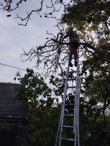 Photo de galerie - élagage d'un noyer 