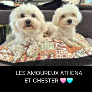 Photo de galerie - LES AMOUREUX ATHÉNA ET CHESTER 
DES AMOURS DE CHIENS ??