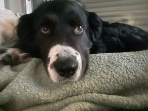 Photo de galerie - Je suis disponible pour garder votre chien à tout moment 