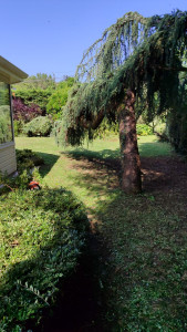 Photo de galerie - Taille de cèdre pleureur 