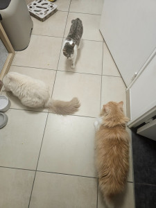 Photo de galerie - Garde chat