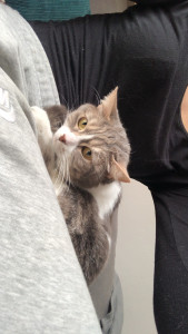 Photo de galerie - Garde chat