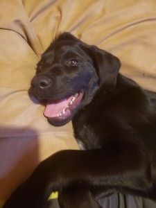 Photo de galerie - Garde animaux
