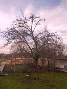 Photo de galerie - Taille entretien prunier à l'abandon