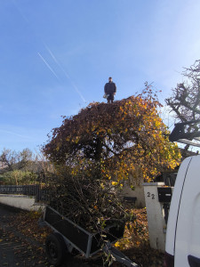 Photo de galerie - Taille d'un saule pleureur à Héricourt