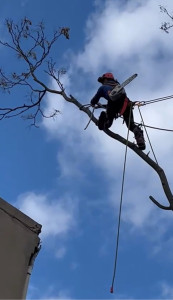 Photo de galerie - Élagage d’un arbre avec descente en Rappels