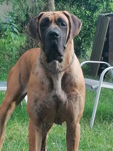 Photo de galerie - Garde chien