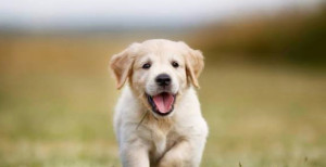 Photo de galerie - Je peux m’occuper de vos chiens, chats, rongeurs, ou autres petits animaux : promenades, repas, câlins et surveillance à domicile. Fiable, ponctuelle et passionnée, je veille à ce que vos compagnons soient heureux et bien entourés pendant votre absence.