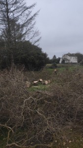 Photo de galerie - Après abbatage d'un saule tortueux mort depuis 2 ans 