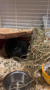 Photo de galerie - Garde de deux cochons d’Inde