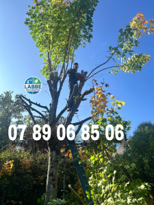 Photo de galerie - Elagage et coupe d'arbres