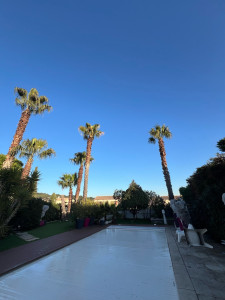 Photo de galerie - Elagage et coupe d'arbres