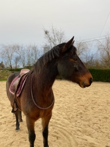 Photo de galerie - Garde animaux